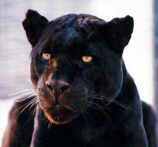 Project Black Jaguar YO WASSUP I'M JOSH