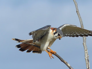 Crécerelle d'Amérique - Falco sparverius