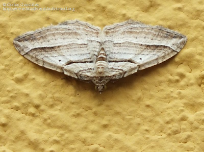 http://www.biodiversidadvirtual.org/insectarium/Costaconvexa-polygrammata-%28Borkhausen-1794%29-img785404.html