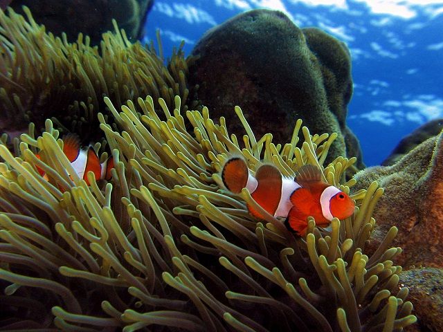 Peluang Usaha Ikan Badut