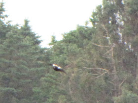 bobolink