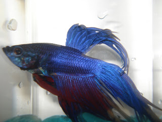 crowntail betta splenden