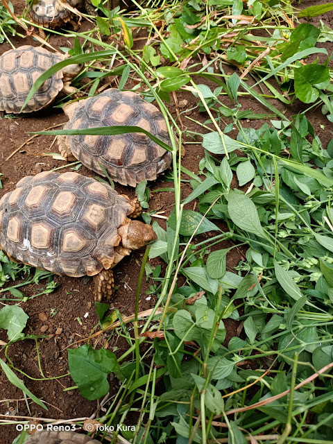 jual kura sulcata surabaya | jual kura sulcata murah | jual kura sulcata jakarta  |  jual kura sulcata bandung | harga kura sulcata albino | harga kura sulcata dewasa | harga kura sulcata 30cm | jual kura kura sulcata jogja | harga kura kura sulcata anakan | harga kura kura sulcata albino baby | jual anak kura kura sulcata | harga kura sulcata baby | jual kura kura sulcata besar | jual kura kura sulcata bekasi | jual kura kura sulcata baby | jual kura kura sulcata bogor | harga kura kura sulcata besar | jual kura kura sulcata di bogor |   beli kura kura sulcata | jual beli kura kura sulcata | jual kura-kura sulcata | jual kura kura sulcata | jual kura kura sulcata di medan | jual kura kura sulcata di semarang | jual kura kura sulcata di bandung | jual kura-kura sulcata di surabaya | jual kura kura sulcata di bali | jual kura kura sulcata di jakarta |   kura sulcata dijual | jual kura kura sulcata murah | harga jual kura sulcata |   harga kura kura sulcata indukan | harga kura kura sulcata irfan hakim |   harga kura kura sulcata ivory | jual kura kura sulcata jatinegara |   jual kura kura indian star jakarta | jual kura kura sulcata murah di jakarta |  harga kura sulcata kecil | harga kura kura sulcata kecil murah |   jual kura kura sulcata surabaya | jual kura kura sulcata bandung |   jual kura kura sulcata semarang | jual kura kura sulcata malang | jual kura kura sulcata medan | jual kura kura indian star murah | harga kura kura sulcata murah | harga kura kura sulcata malaysia | jual kura kura sulcata olx | jual kura kura sulcata palembang | jual kura kura sulcata pekanbaru | jual kura kura sulcata solo | jual kura kura sulcata di sidoarjo | jual kura kura sulcata terdekat | jual kura kura sulcata tangerang | harga kura kura sulcata termurah | harga kura kura sulcata kura-kura | jual telur kura kura sulcata | tempat jual kura kura sulcata | jual kura kura sulcata ukuran besar | harga kura kura sulcata 10 cm | harga kura kura sulcata 15 cm | jual sulcata besar | harga kura kura sulcata 20 cm |   harga kura kura sulcata 2021 | harga kura kura sulcata 30 cm | harga kura kura sulcata 40 cm | harga kura kura sulcata 5 cm | harga kura kura sulcata  |  jual sulcata jogja