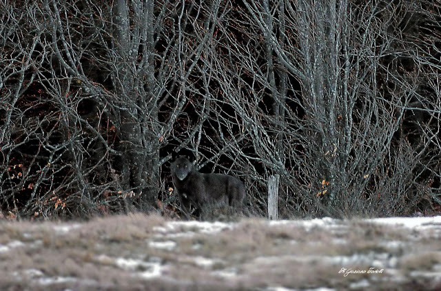 New genetic research shows extent of cross-breeding between wild wolves and domestic dogs