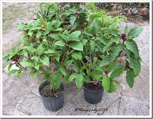 12-30-starburst-clerodendrum2