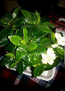 زهرة الكاردينا الرائعة Flower Cardina