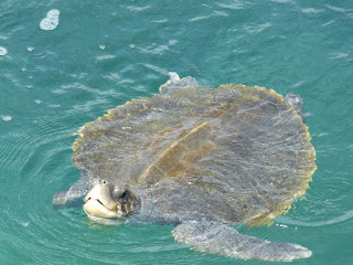 Lepidochelys olivacea - Tortue olivâtre