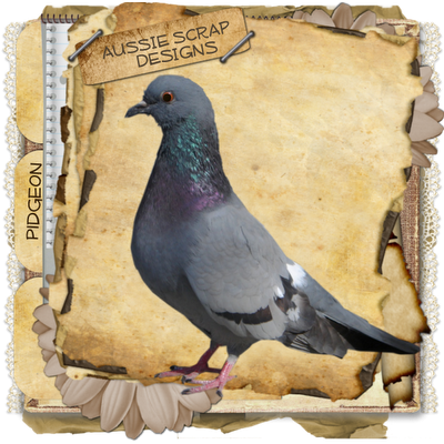 http://aussiescraps.blogspot.com/2009/10/pidgeon-freebie-cu.html