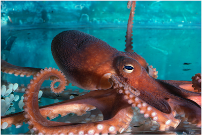 Octopi, Optopuses, and Octopodes Facts