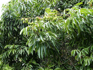 Litchi de Chine - Letchi - Litchi sinensis