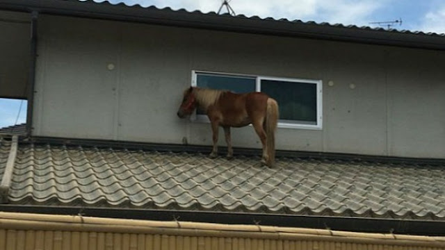 Netizen Heran Kok Bisa Kuda Poni Ada di Atap Rumah?? Ini Ceritanya