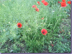 mini_DSC00447