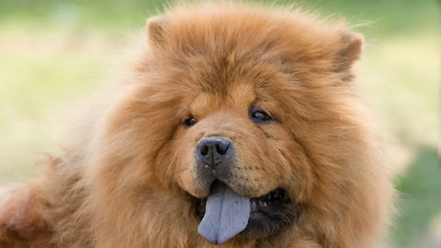 Chow Chow