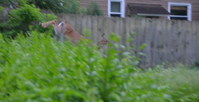 The deer leaps a gate, with a hedge in the foreground.