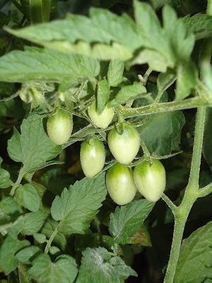 tomato six-pack