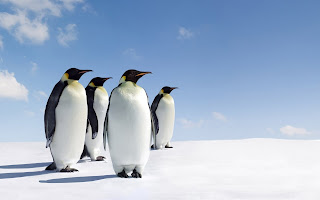 Penguins Ice Sky HD Wallpaper
