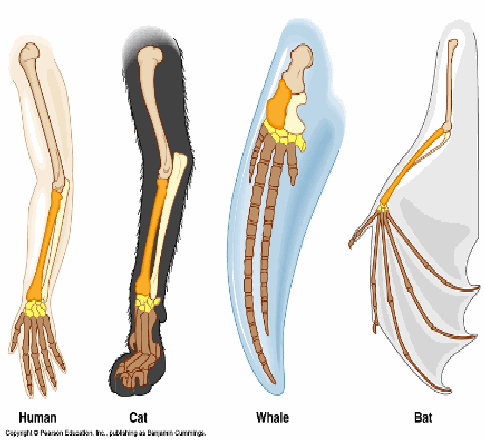 organs of human body. organs of human body. as human