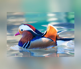 This is an illustration of a Mandarin Duck (One of the Most Beautiful birds in the world)