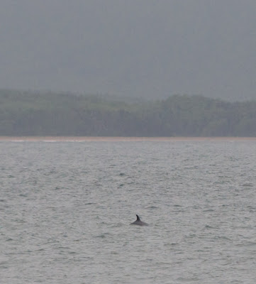 Common Minke Whale (Balaenoptera acutorostrata)