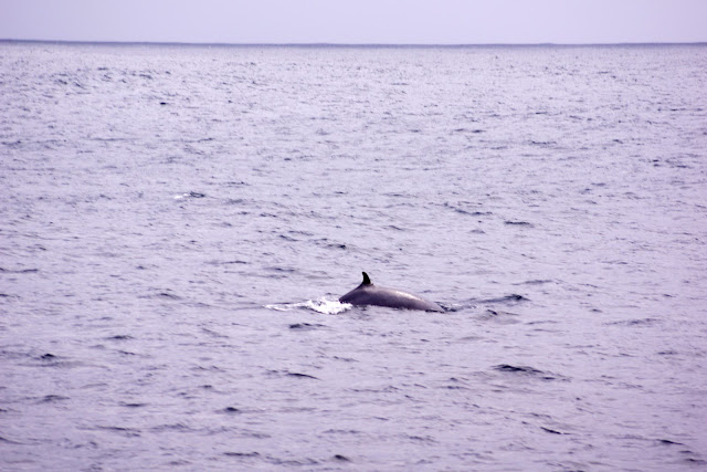 dorsal, fin, whale, Iceland, Reykjavik, 