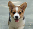 Merawat Anak Anjing