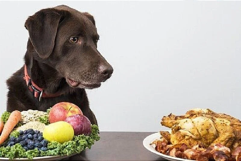 Los perros que se alimentan con comida vegana son más sanos