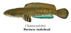 burmese snakehead