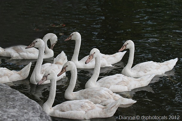 IMG_6700 Cygnets_Class Of 2012 Series