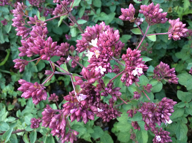 Orginanum vulgare 'Rosenkuppel'