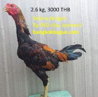 Berapa harga ayam burma asli di thailand