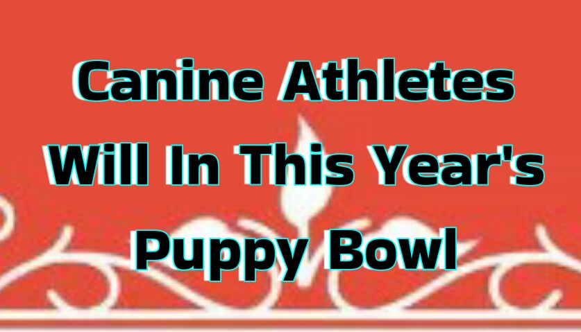 Canine Athletes Will In This Year's Puppy Bowl