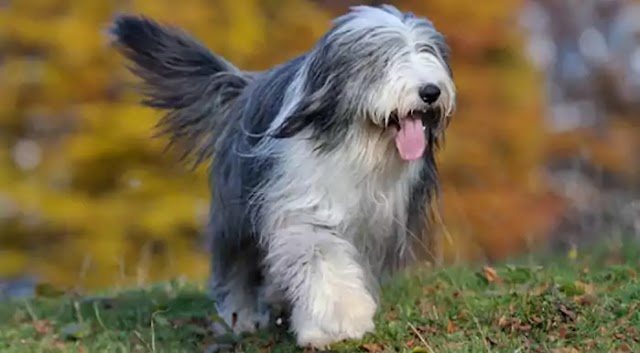 Bearded Collie Dog Breed Info: Price, Characteristics, Aggressiveness & Facts