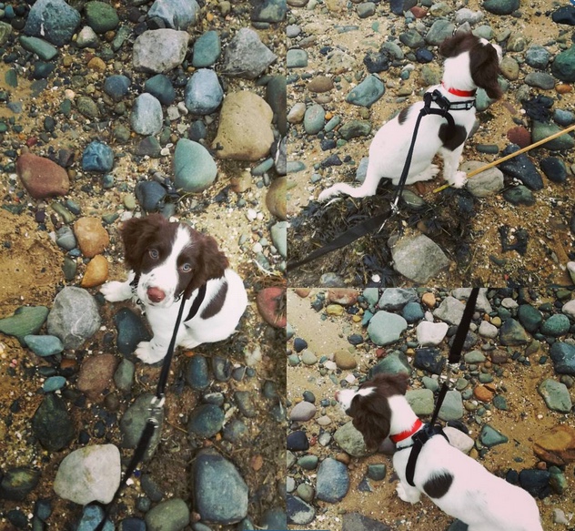 spaniel puppy on the beach