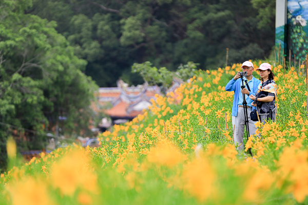 彰化花壇三級古蹟虎山巖(虎山岩)金針花海盛開，免費參觀拍美照