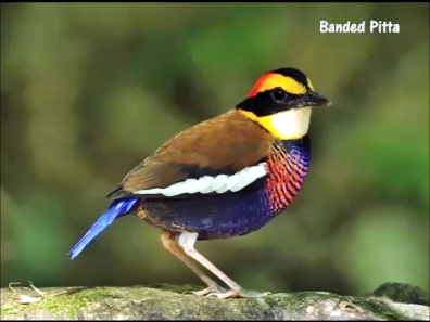 most colorful bird picture