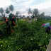 Komsos, Kopda Reki Panen Cabe di Sungai Naniang