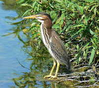 Green heron subadult, by MONGO, Aug. 2007