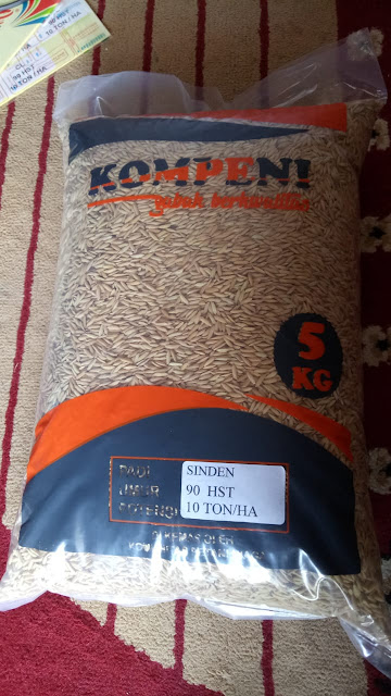 Testimoni Pengiriman Benih Padi Sinden - 90 HST @5kg