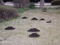 Molehills in the Tokyo Imperial Gardens, Japan