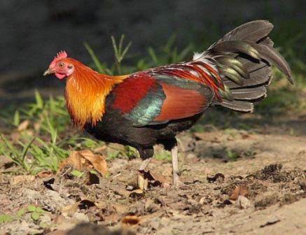 Mengenal Ayam  Hutan Merah  Sumatera Ternak Ayam 