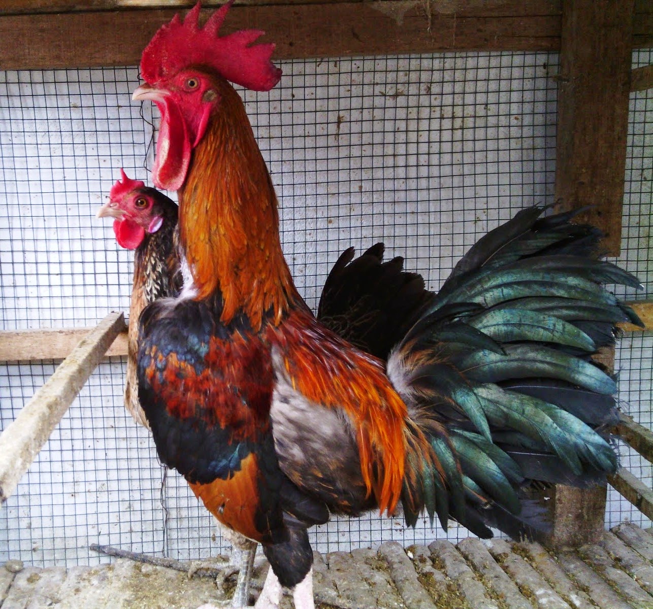 suara ayam balenggek