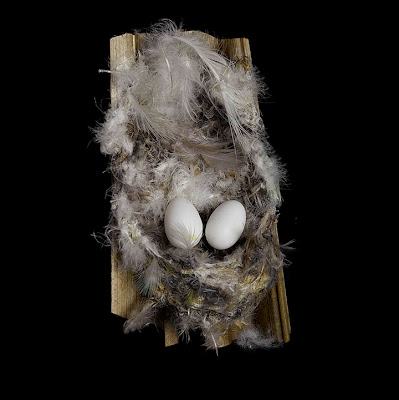Birds Nests Photography by Sharon Beals Seen On www.coolpicturegallery.us