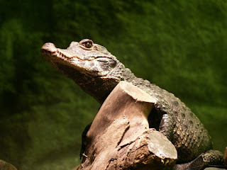 Caïman à lunettes - Caiman crocodilus