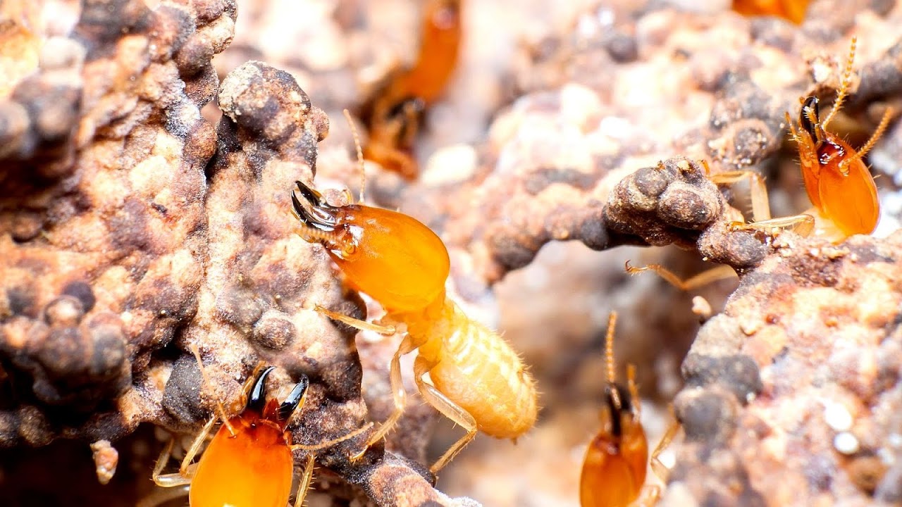 How To Get Rid Of Termites In Mulch