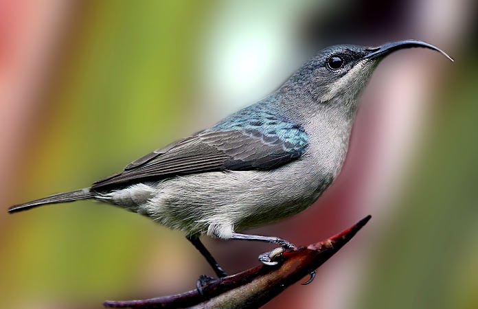 Suara burung grey sunbird mirip cucak jenggot