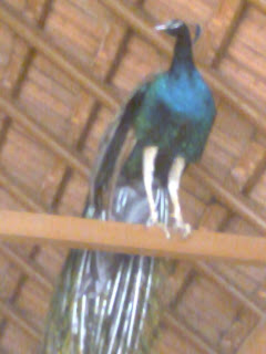 this peacock moods picture taken from Haripad Subramanya Swami Temple in Alappuzha District of Kerala where the temple authority keeping this peacock at there as peacock is the holy vehicle of Lord Muruga