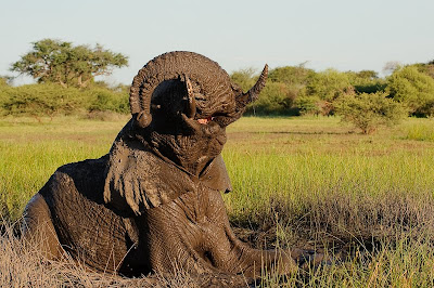 chiefs island, okavango delta, photo workshops