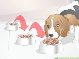 When to Switch Puppy to Adult Dog Food?