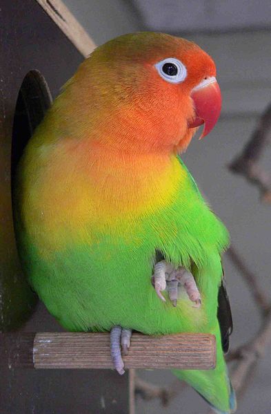 Online shop habibur rohman 07622054 sore: love bird hijau 