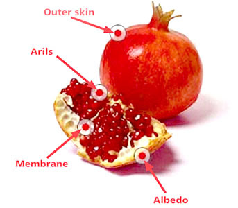 part pomegranate cure cancer